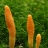 2010-08-06_Cordyceps_militaris_1.jpg