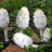 -_Coprinus_comatus_-.jpg